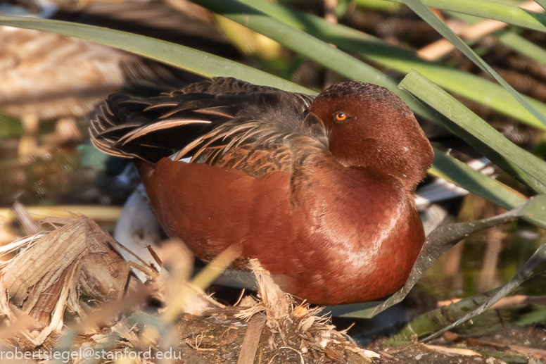 emily renzel wetlands